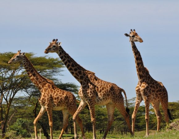 10 Days Grand Safari & Zanzibar Combo