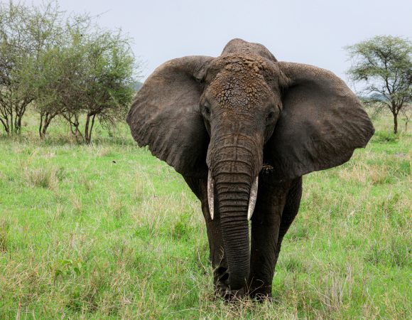 5 DAYS TARANGIRE, SERENGETI & NGORONGORO SAFARI