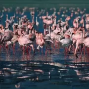 A large flock of pink lesser flamingos standing in the shallow blue waters of a soda lake in Tanzania.
