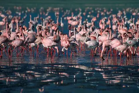 Birding Paradise: Your Ultimate Guide to Bird Watching in Tanzania