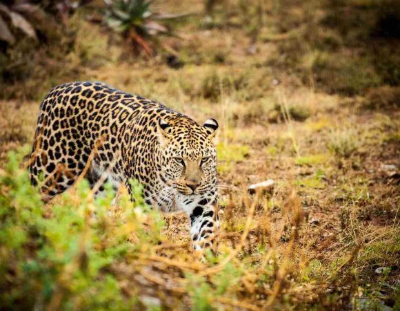 4 Days Ngorongoro Crater & Tarangire Safari