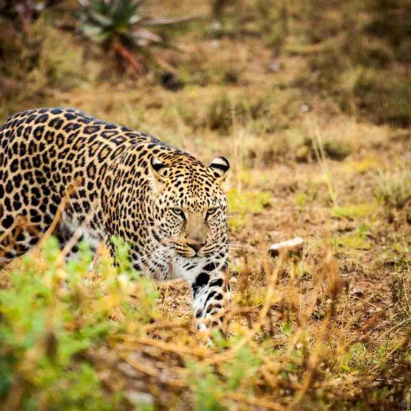 African leopard stalking prey in Ngorongoro Conservation Area Tanzania