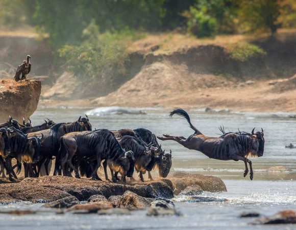 6-Day Midrange Tanzania Safari