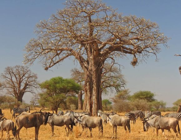 7-Day Ultimate Great Migration & Luxury Crater Safari – Tanzania