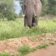 African elephant walking in Tarangire National Park Tanzania during safari