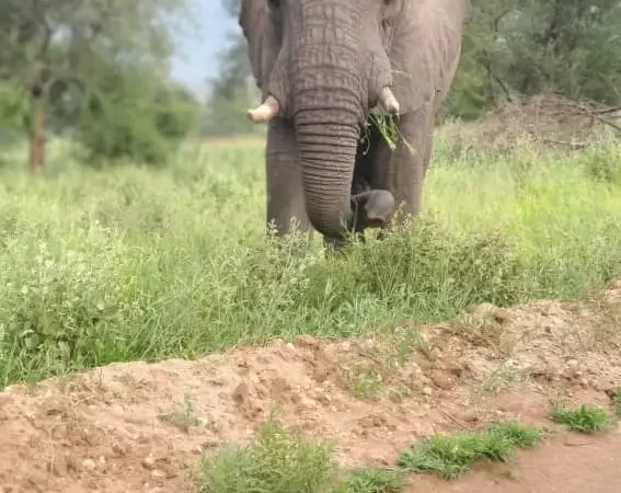 The Big Five of Africa: Complete Safari Guide to Africa’s Most Iconic Wildlife